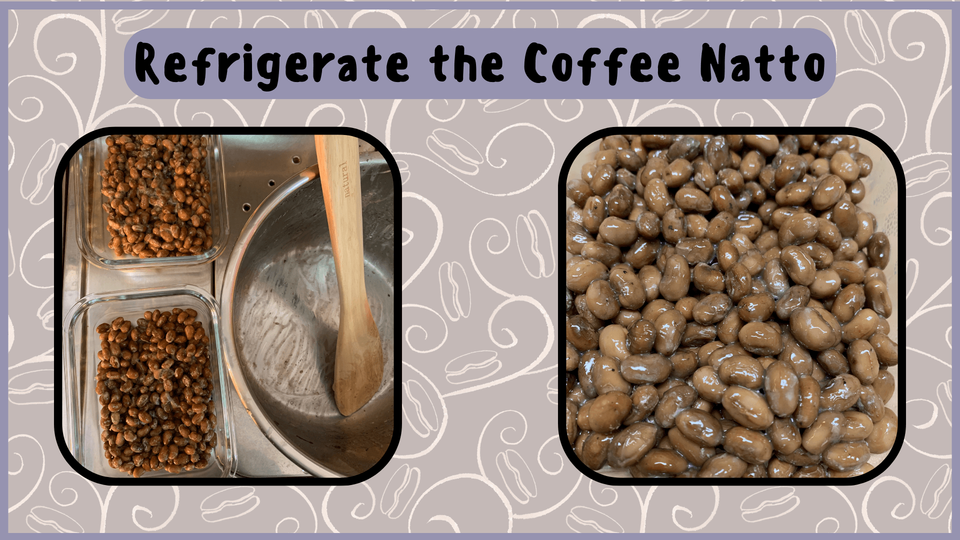 Simply Natto - How to Make Coffee Natto - Step Six - Refrigerate the Soybeans