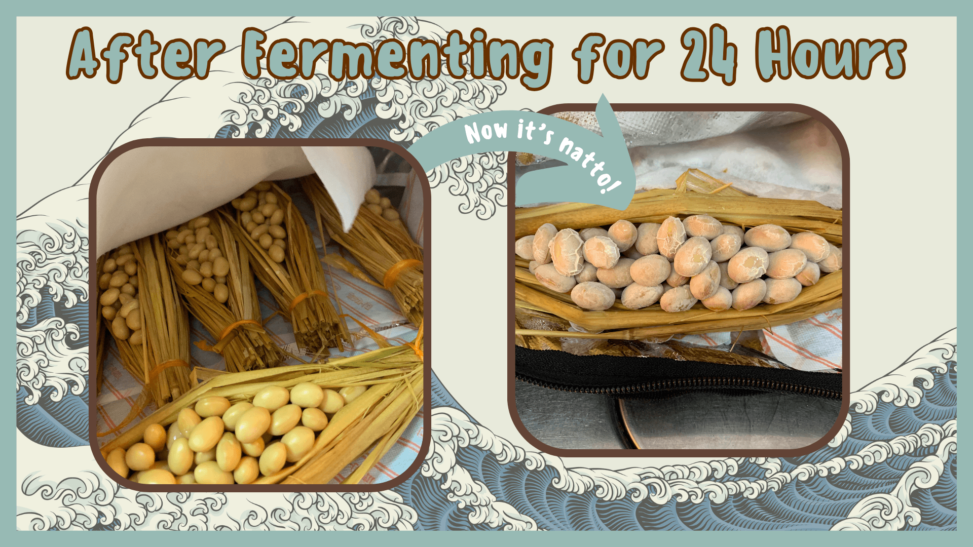 Simply Natto - How to Make Wara Natto - Step Six - After Fermenting for 24 Hours - It's Wara Natto!