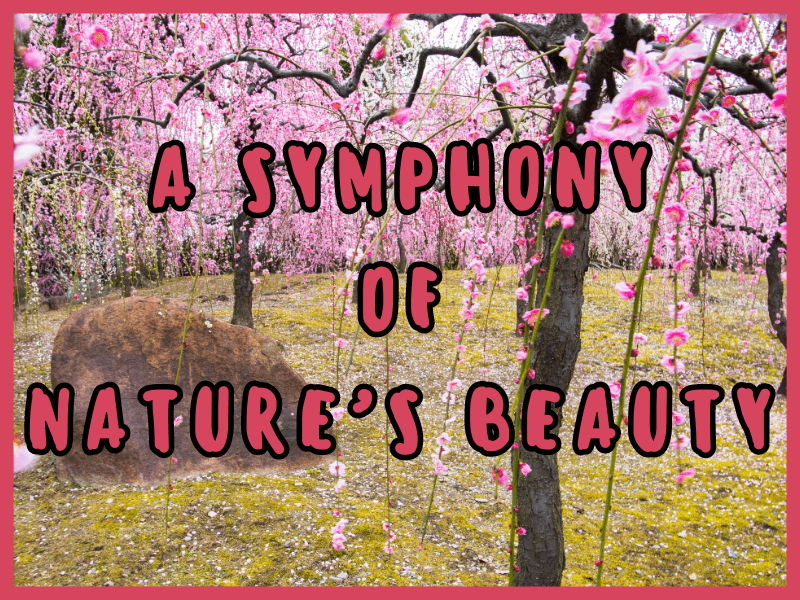 Simply Natto - Mito Plum Blossom Festival - A Symphony of Nature's Beauty